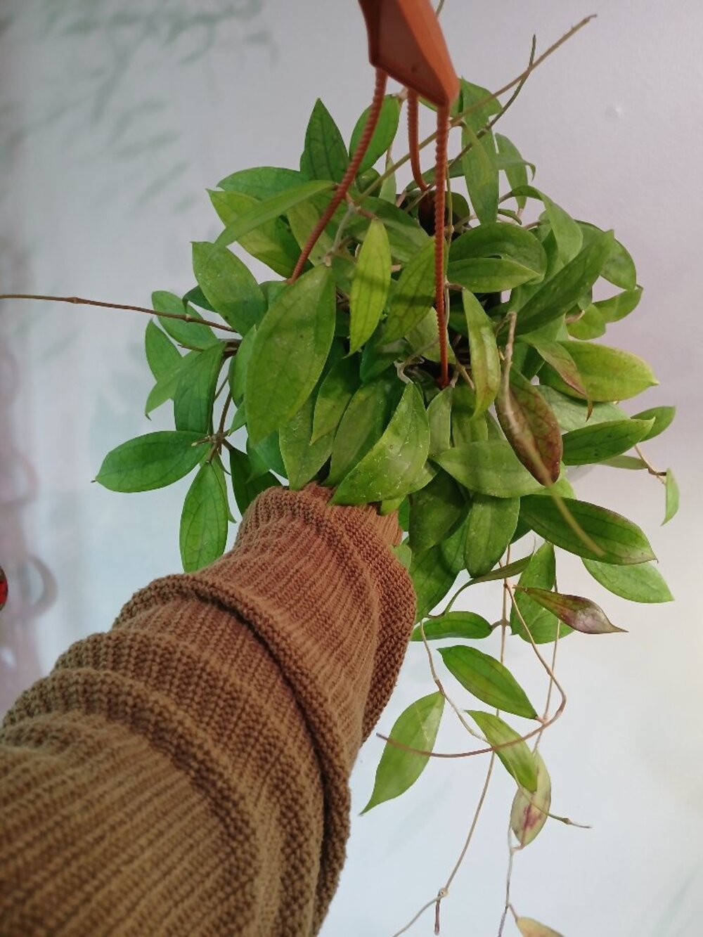 Hoya Jennifer Hanging Basket